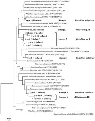 Diversity of common bean rhizobia in blackland of northeastern China and their symbiotic compatibility with two host varieties